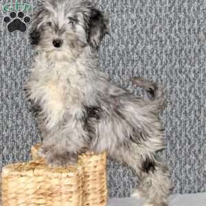 Parker, Portuguese Water Dog Mix Puppy